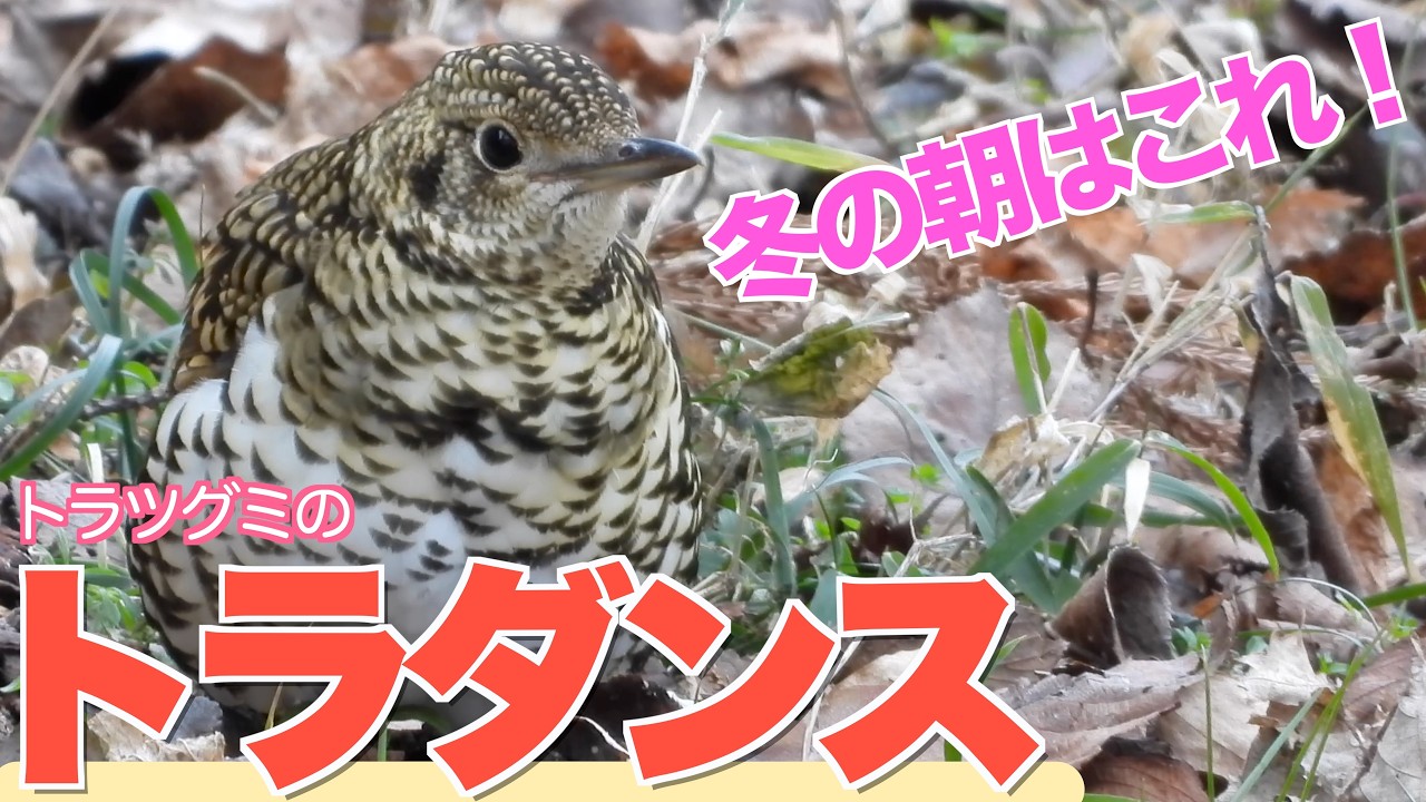 冬の朝はこれ！トラツグミのトラダンス！