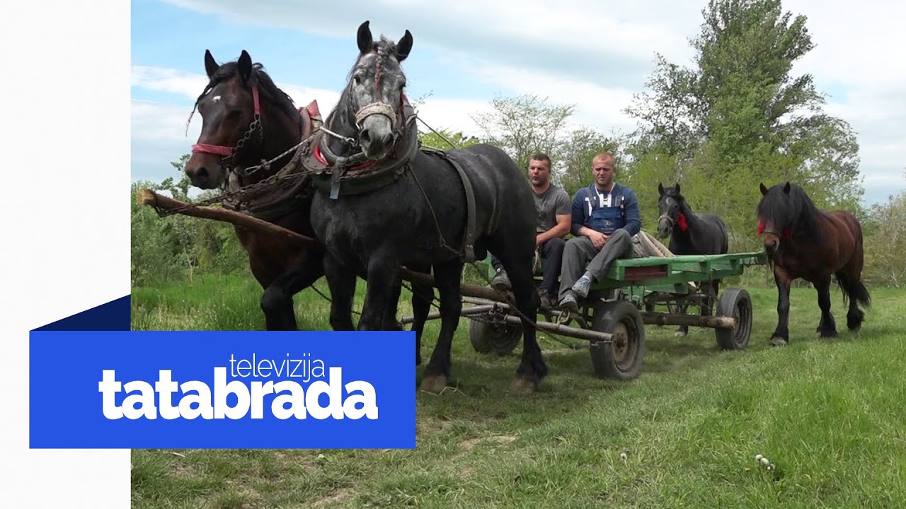 "Ja sam svojim konjima sluga, ja ne moram jesti ali njima mora biti"