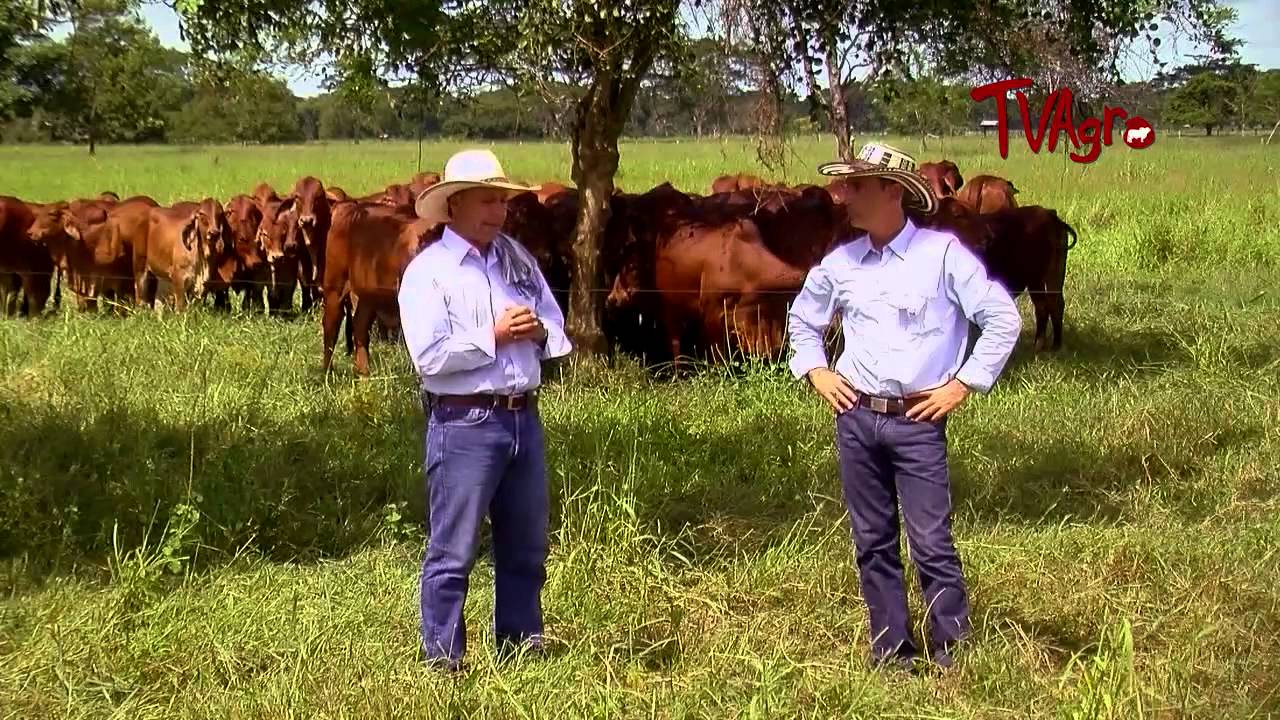Entre  Establos y praderas: Herramientas para mejorar la productividad.