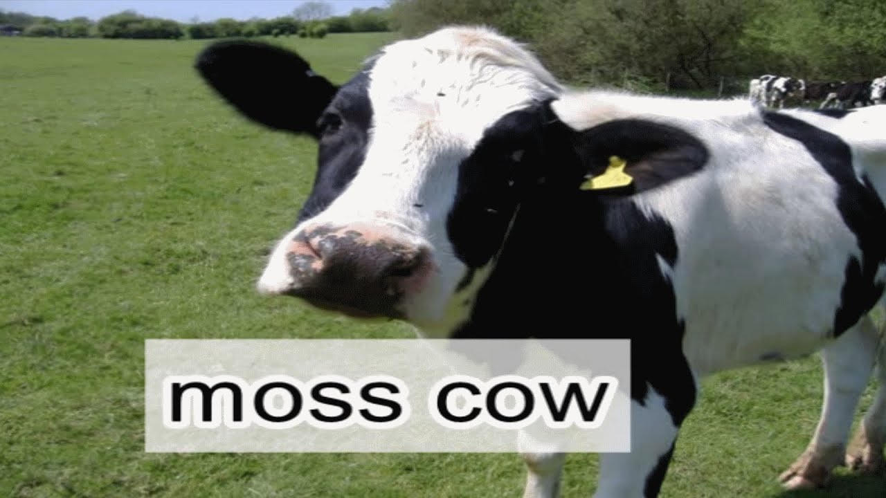 Dschinghis Khan - Moskau (ENGLISH LYRICS - MOSS COW)