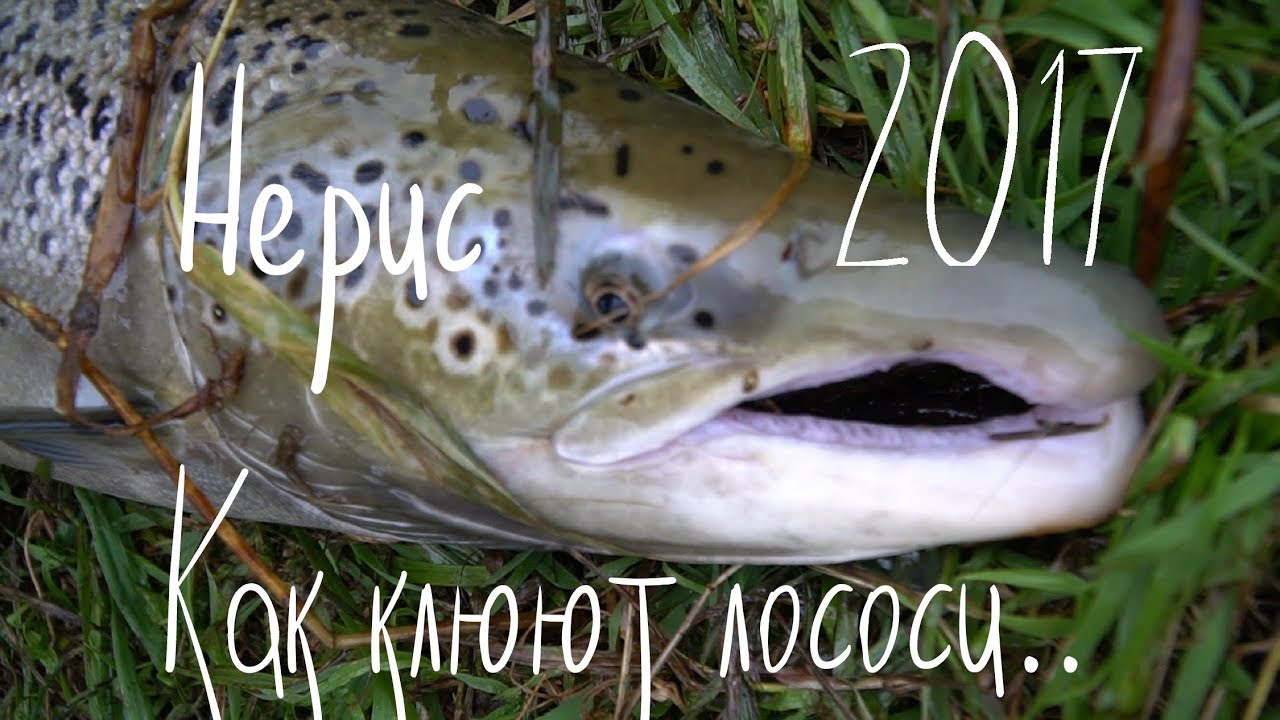 Нерис 2017. Как клюют лососи.
