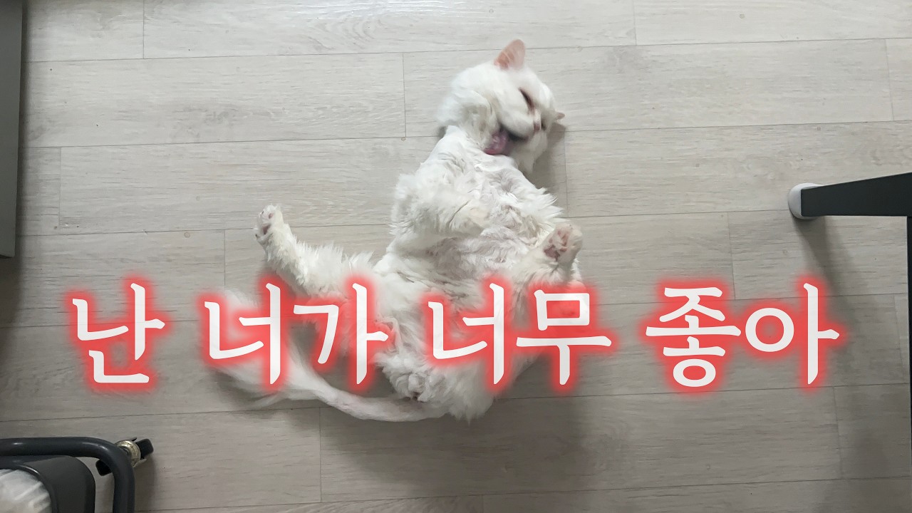 내 세상에서 내 고양이가 제일 웃김 - 동파육만들어먹기 고기듬뿍스파게티 또 동대문 삼송빵집 고로케 1인작업자 고양이들과의 일상
