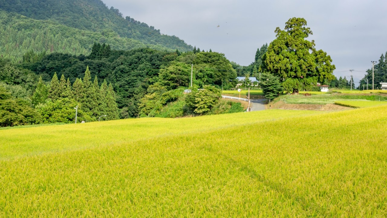 山形県天童市乱川ライブカメラ Yamagata Tendo Live camera.world.cam