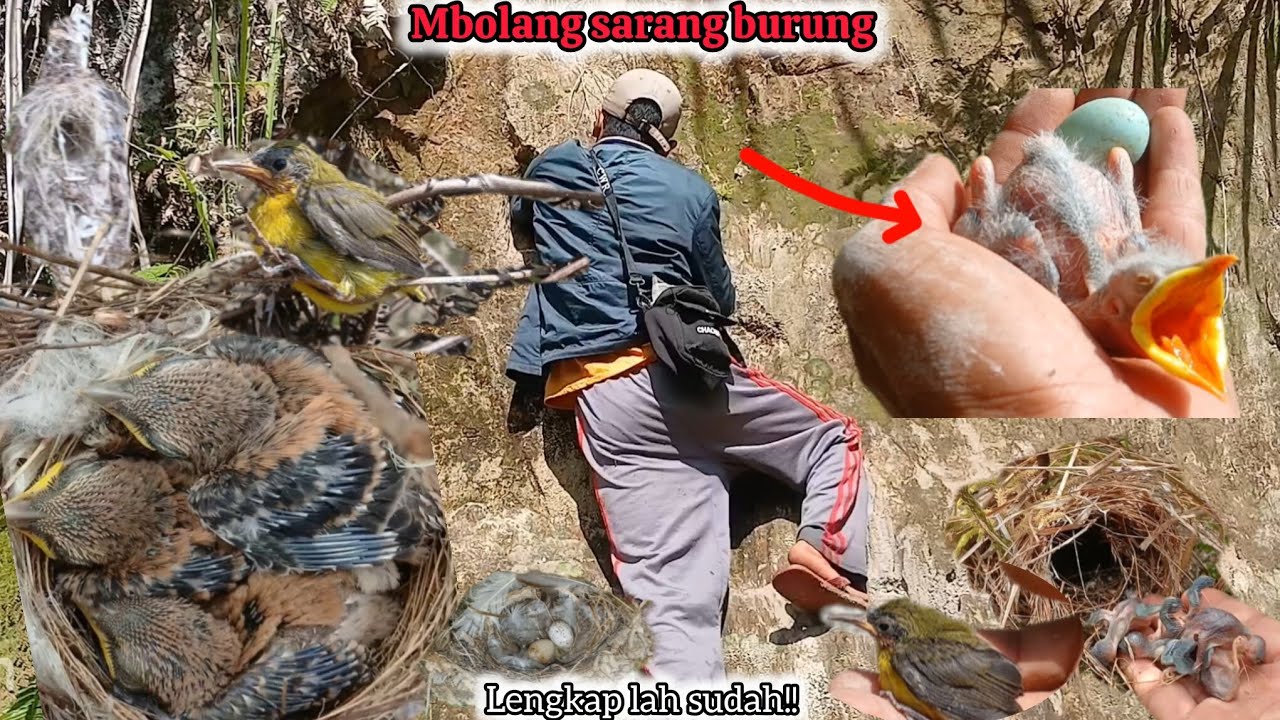 Lengkaplah sudah mbolang hari ini || jalakkebo cendet sogokotong emprit walet 