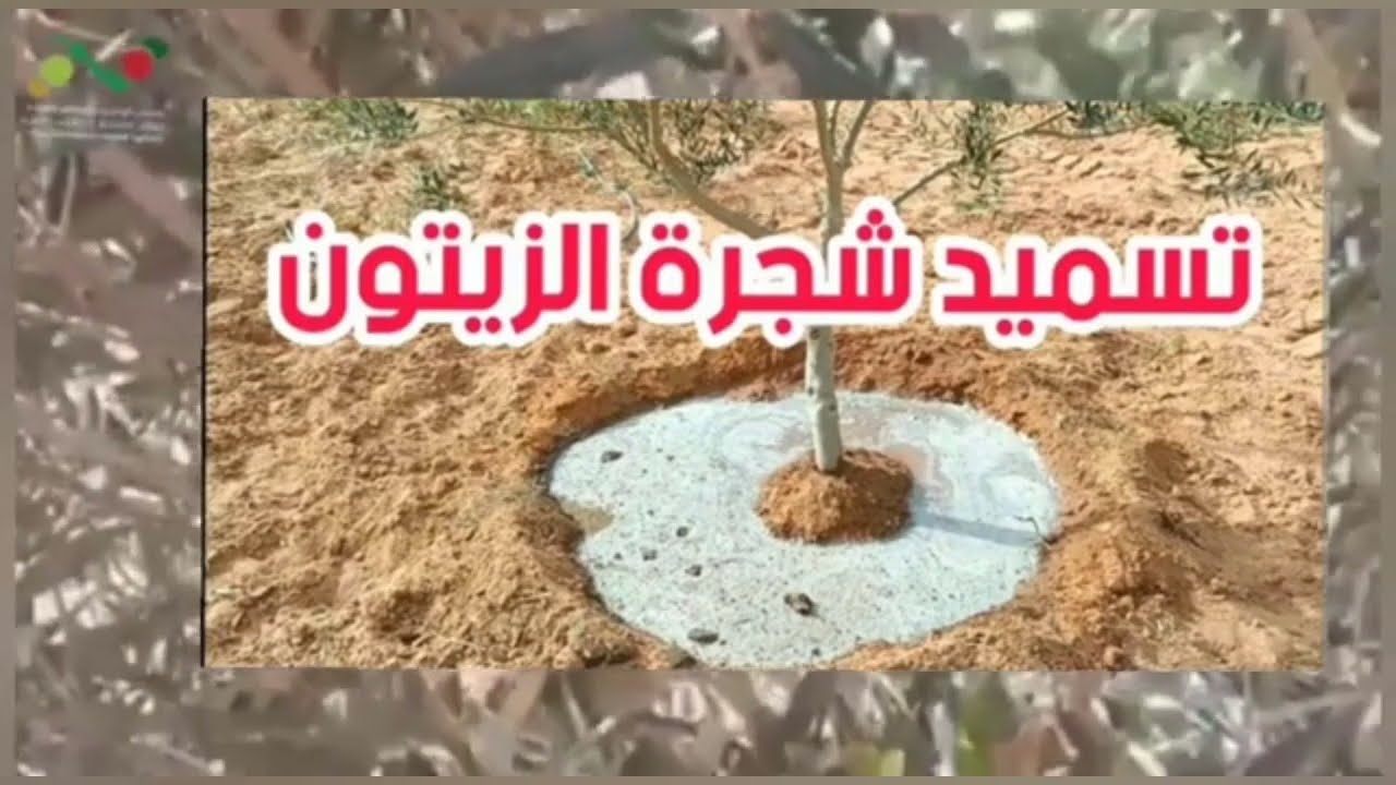 كمية السماد الأزوتي (21%) للأشجار تحدد حسب مجموعة من المعايير، مع المستشار الفلاحي: مبارك بلحاجيين