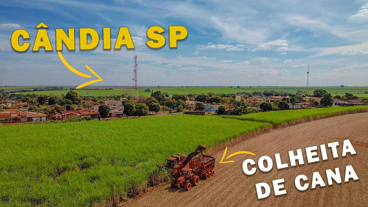 COLHEITA DE CANA EM CÂNDIA SP, MENINAS BOTANDO PRESSÃO!😍