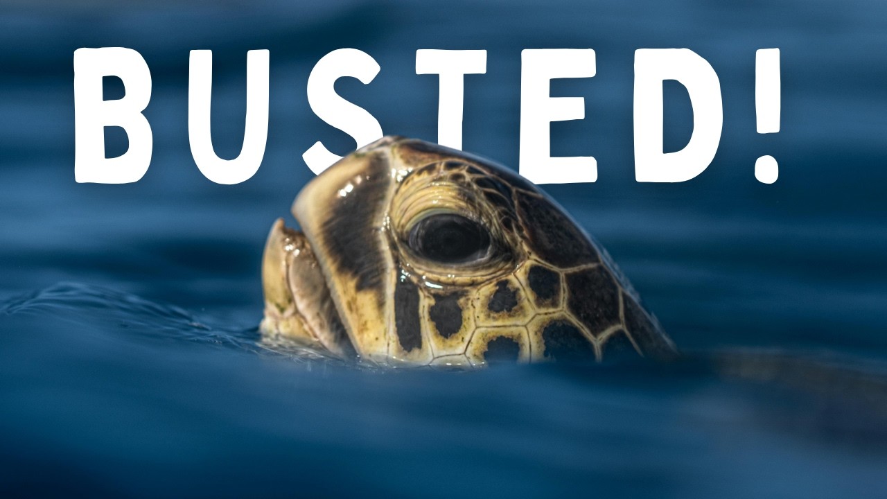 You’ve Been Wrong About Sea Turtles This Whole Time…