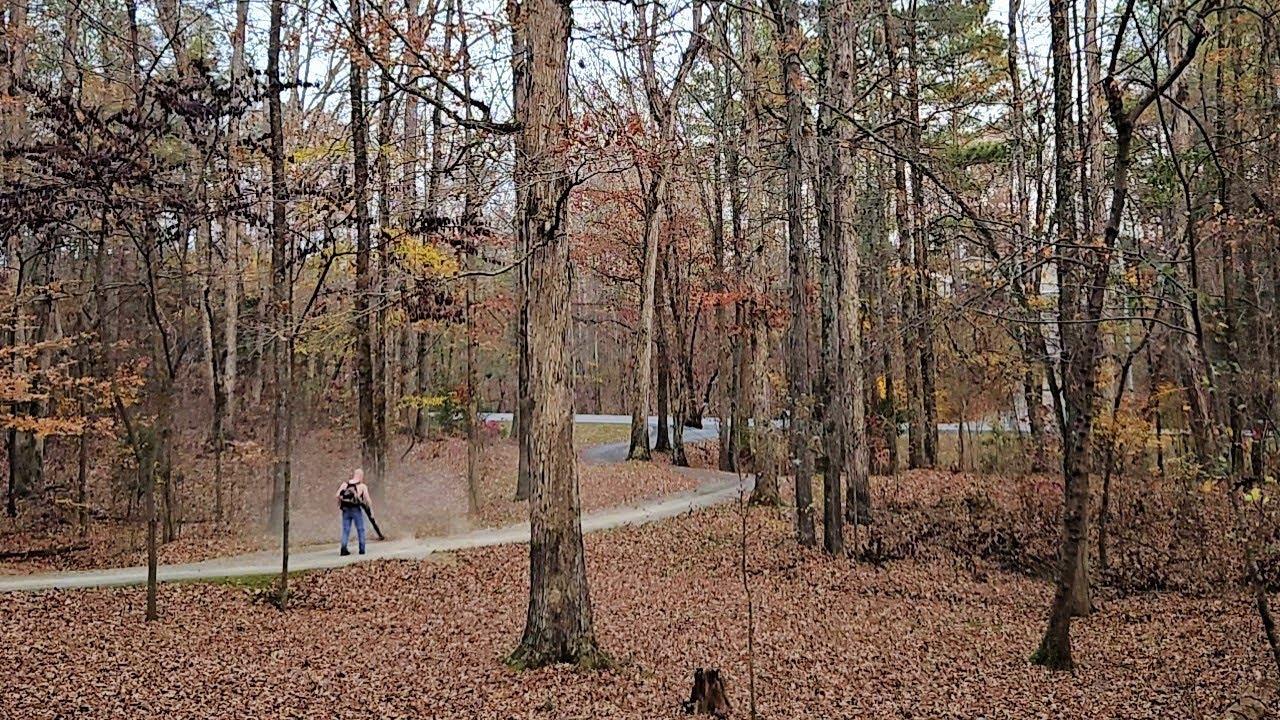 Surprisingly Relaxing: 1 Hour of Distant Leaf Blower in the Forest (ASMR Ambience)