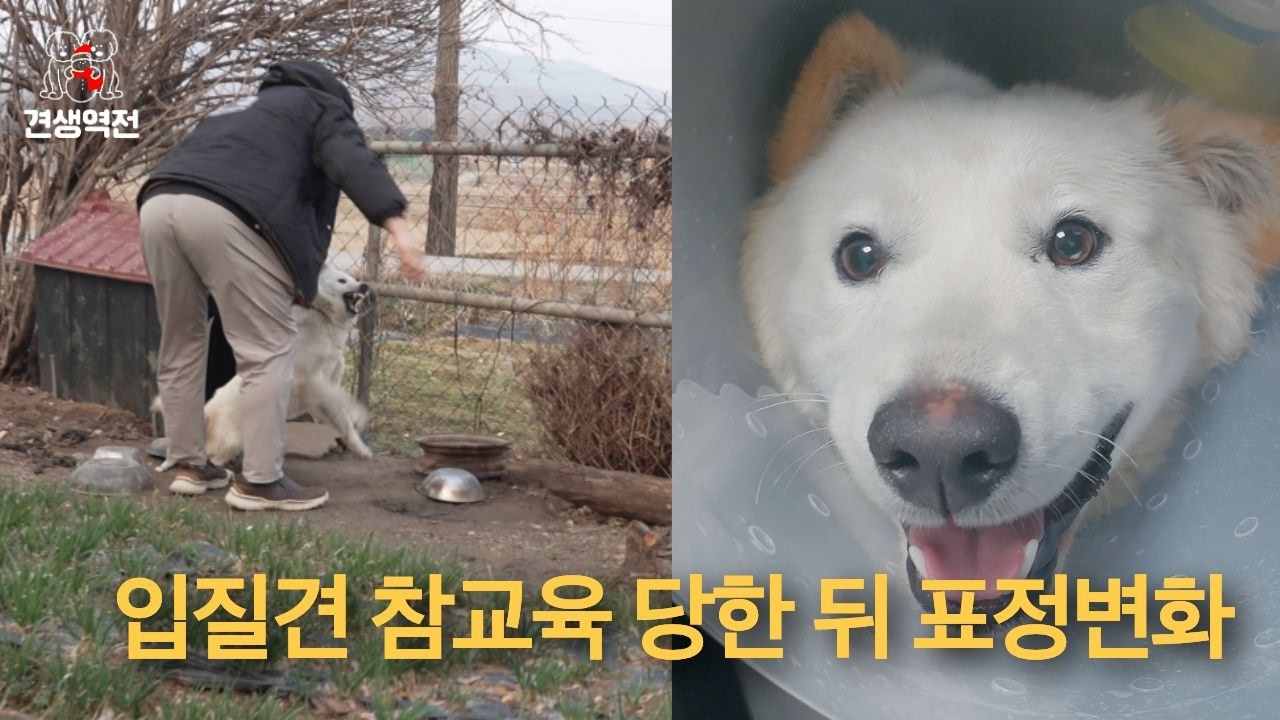 입질견 참교육 당한 뒤 표정변화 #견생역전_진돌이