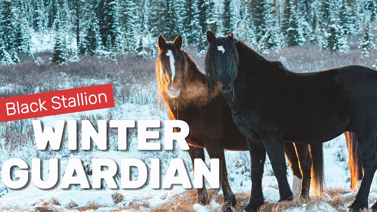 Guardian of the Band — Black Stallion in the Alberta Foothills || Up close and Personal