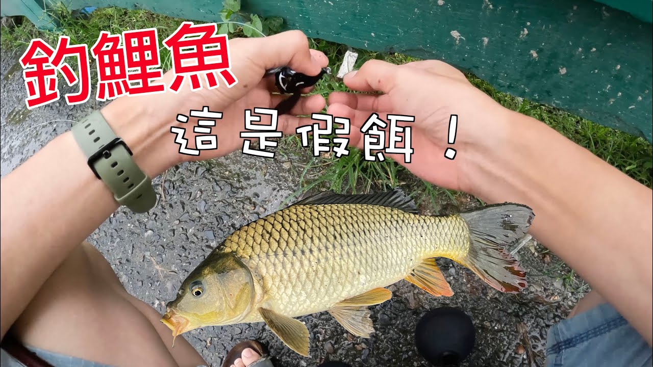 這時候果然是路亞釣鯉魚的好機會, 日本神餌換下去連拉兩隻大魚（波爸/釣魚/Fishman/Carp)
