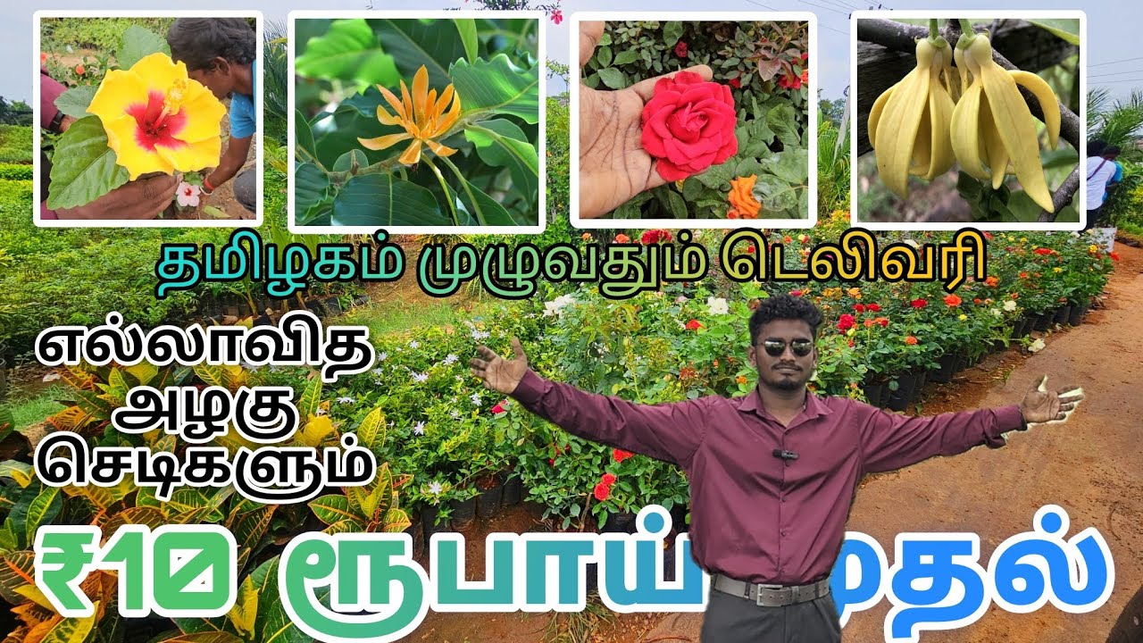 ₹10 ரூபாய் முதல் எல்லாவித அழகு செடிகளும் தரமான நிலையில் கிடைக்கும் | ரோஜா | செம்பருத்தி | மல்லி