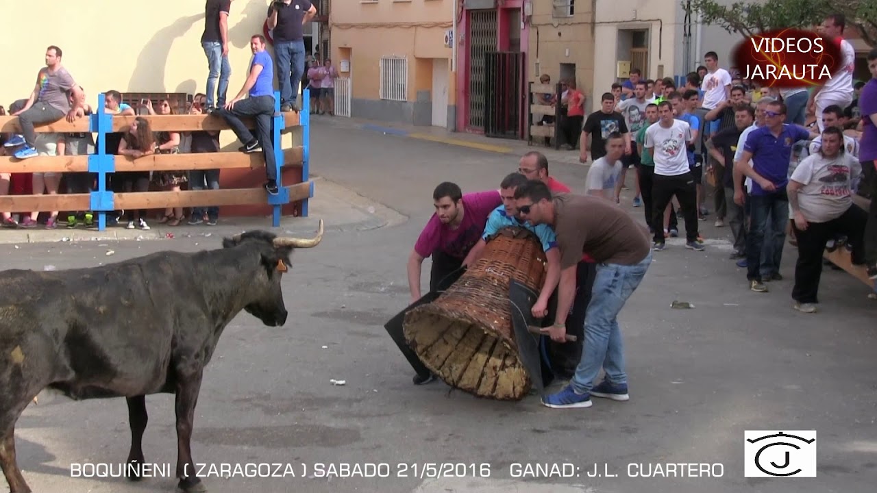 BOQUIÑENI  (ZARAGOZA)   VACAS CALLE   (SABADO 21 MAYO 2016) J.L. CUARTERO