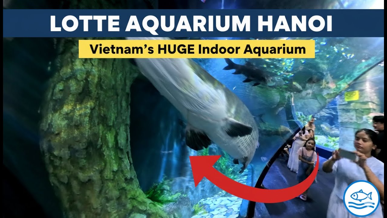 Hidden Gem Inside Hanoi's Lotte Mall | Lotte World Aquarium Review & Mermaid Show!