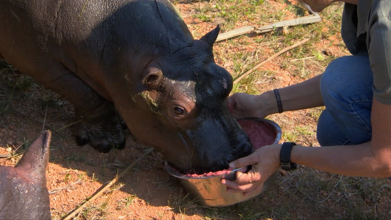 Baby hippo drinks a smoothie - Nature's Miracle Orphans: Series 2 Episode 4 Preview - BBC