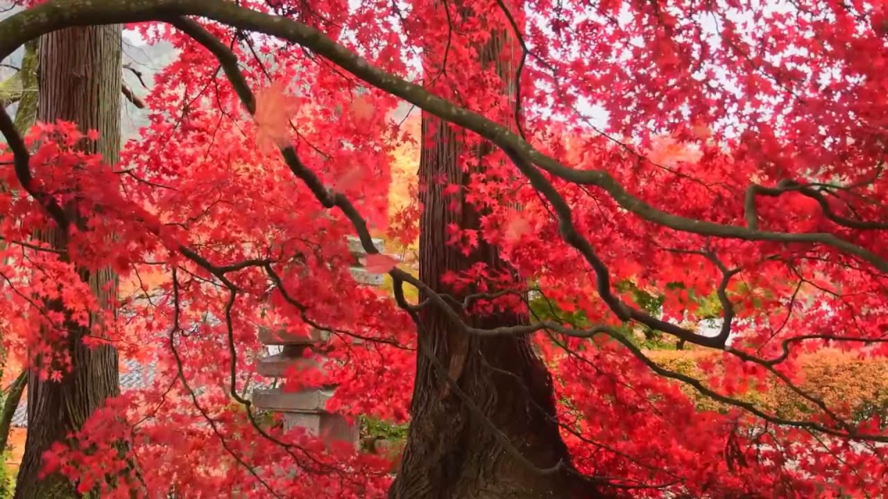Nature Inspired Ambient Music
