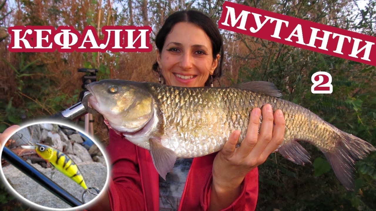 Риболов на Речни КЕФАЛИ-МУТАНТИ на Марица Част 2! Нов Личен Рекорд/ Chubs-Mutants Fishing on River
