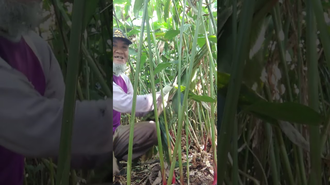 Penjarangan pohon kapulogo agar berbuah
