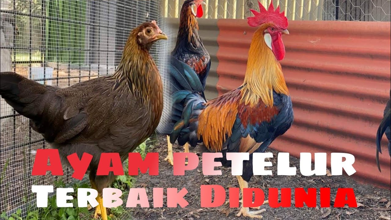 Varian Leghorn part 1