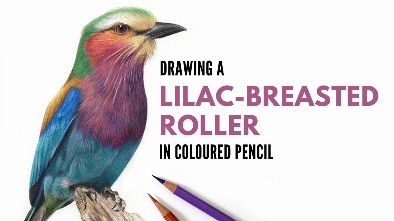 Drawing a Lilac Breasted Roller in Coloured Pencil | Timelapse | Realistic Bird Drawing