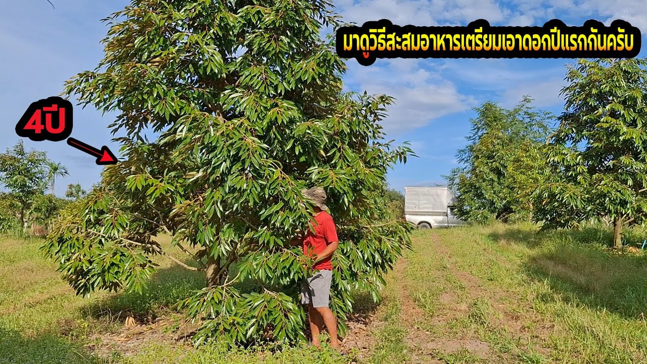 มาดูกระบวนการทำสาร....และสะสมอาหารกันครับ