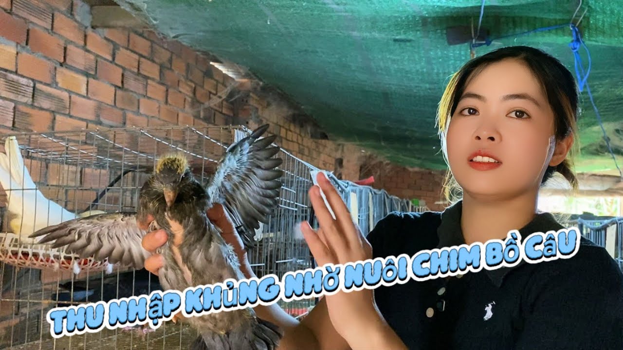 Nuôi Chim Bồ Câu Siêu Thịt Thu Nhập Khủng - Lý Do Tại Sao Lại Được Ưa Chuộng