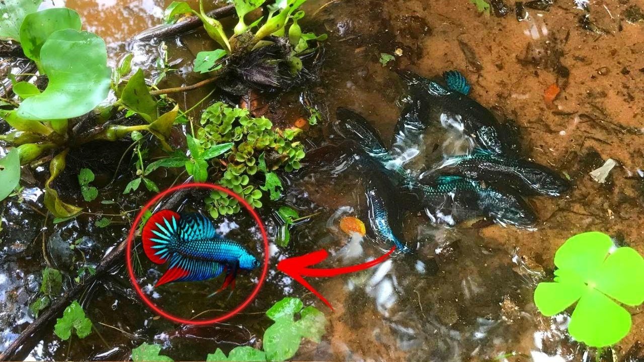 Unbelievable Video Founding all Kind of Wild Bettas Fish In The Big Lake.