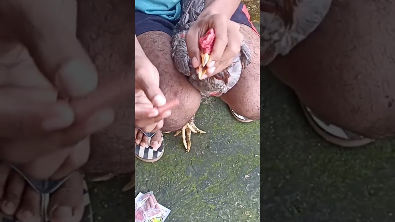 Merah Membara Berkat Sarapan Monster Pro setiap Hari