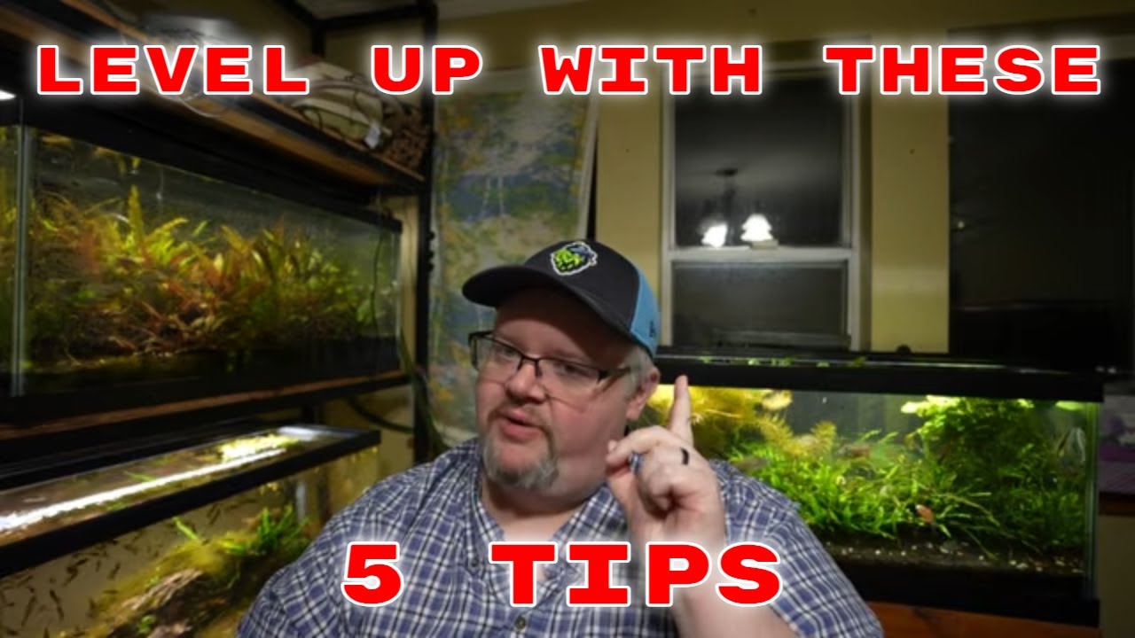 5 Tips to Level Up Your Aquarium Game Instantly