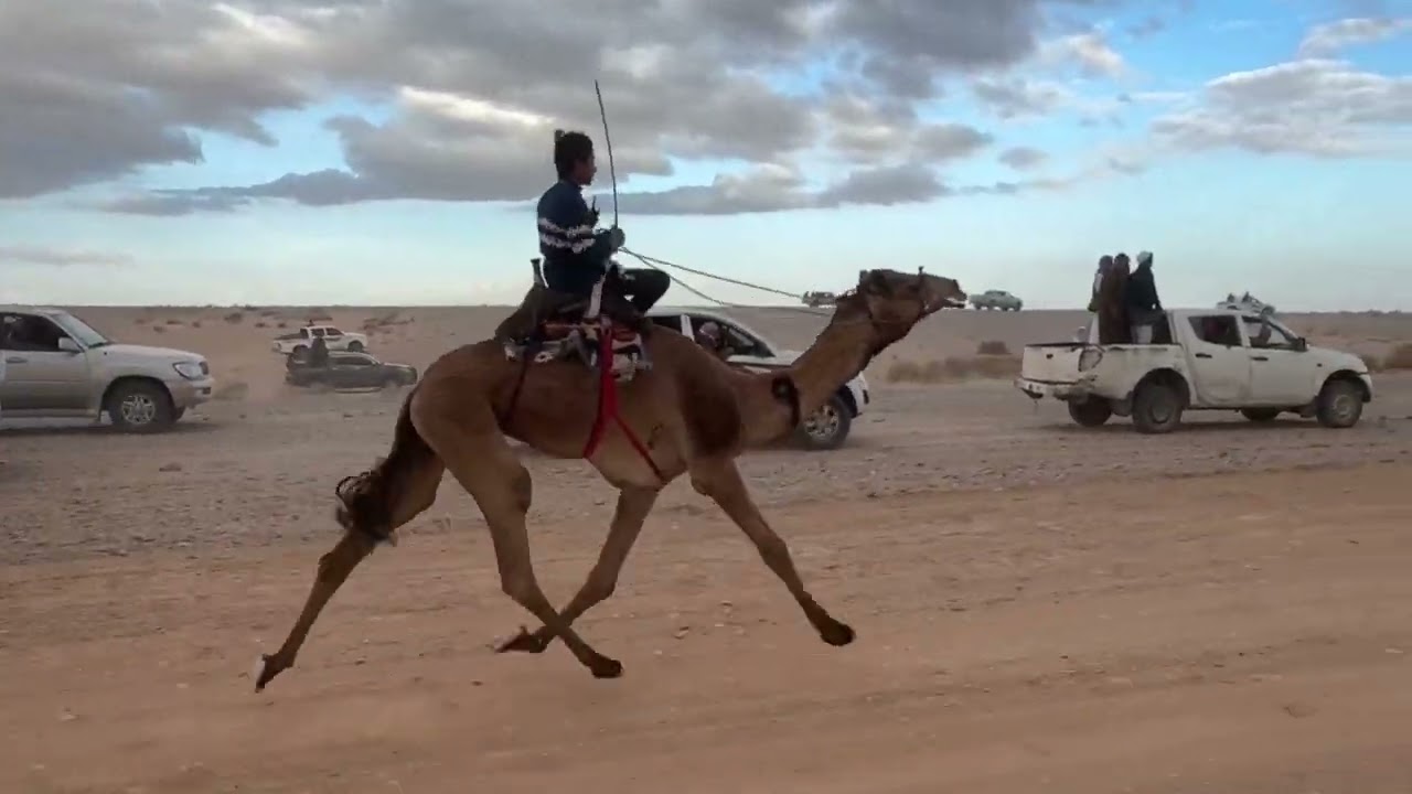@سباق الهجانه المركز الاول الزمول (جراح)لمالكه زيد حسين الهلولي السعيديين 18كم