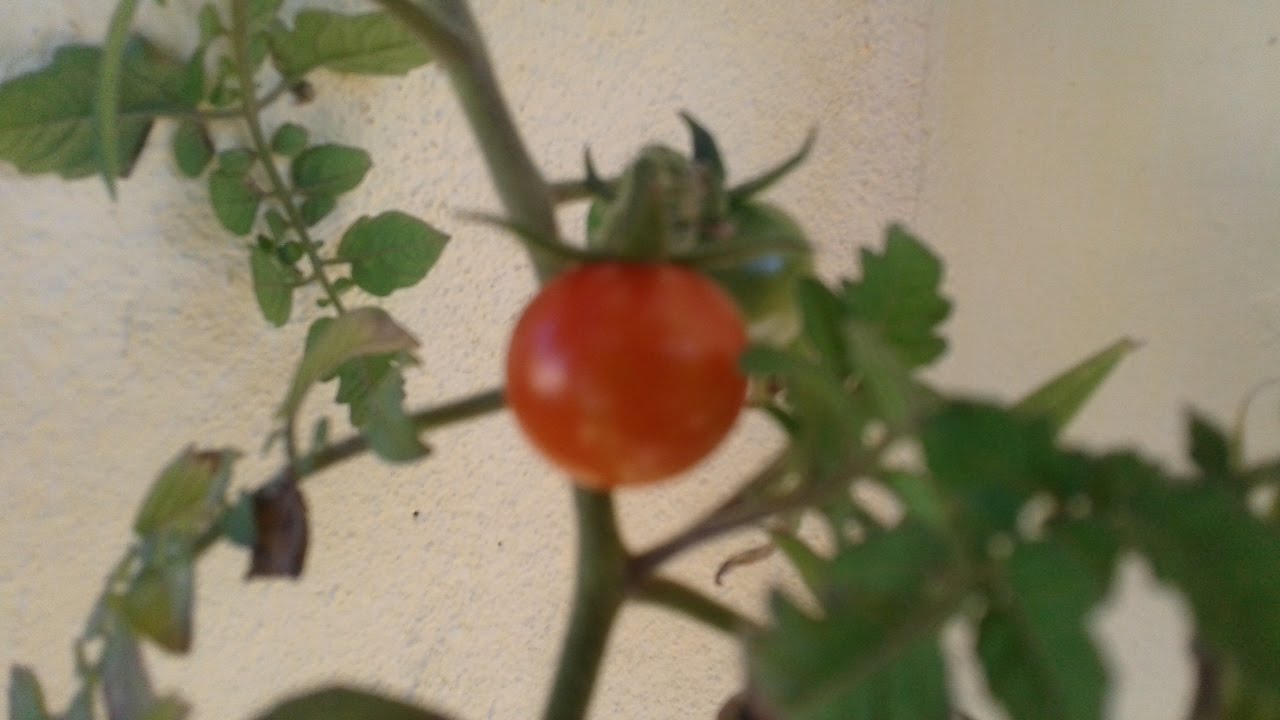 tomates maduro