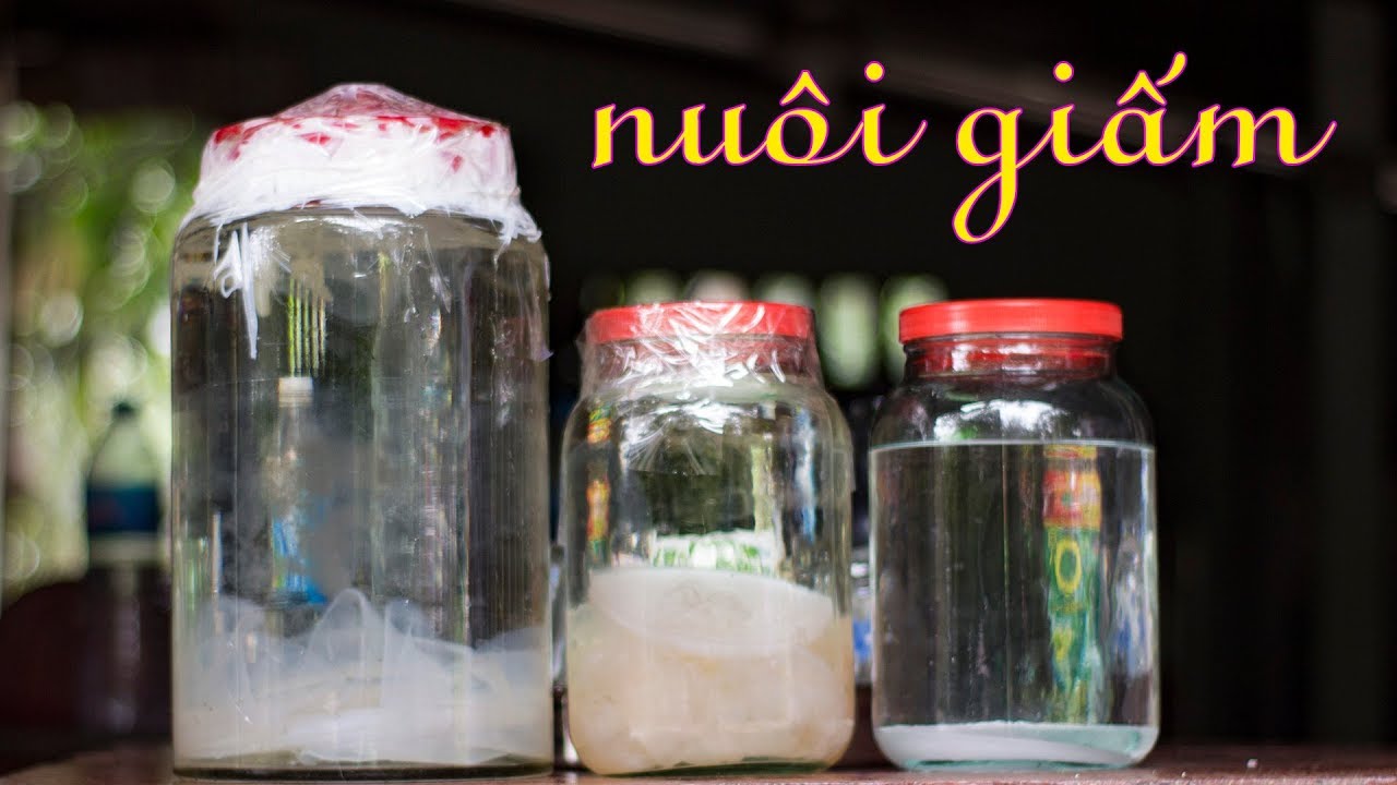 Đây là CÁCH LÀM GIẤM NUÔI trong vắt và có vị chua dễ chịu tại nhà | Zui Vào Bếp