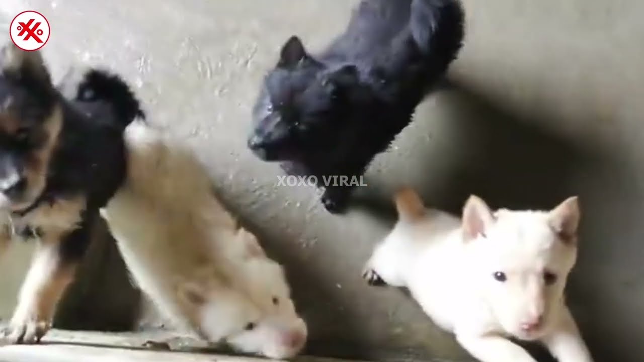 Cute Puppy in The Countryside Compilation Video Part 76 #dog #pets #puppy #cutedog #babydog