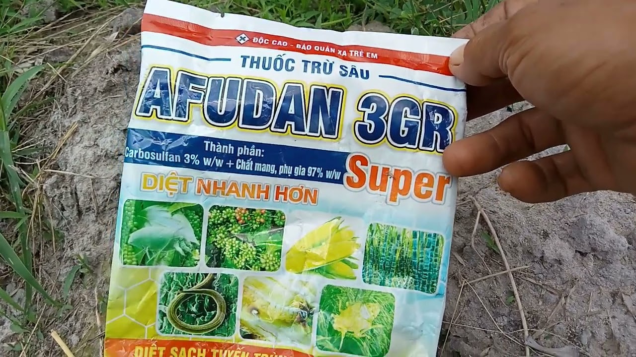 Phòng trừ con sùng đất cho sầu riêng con.