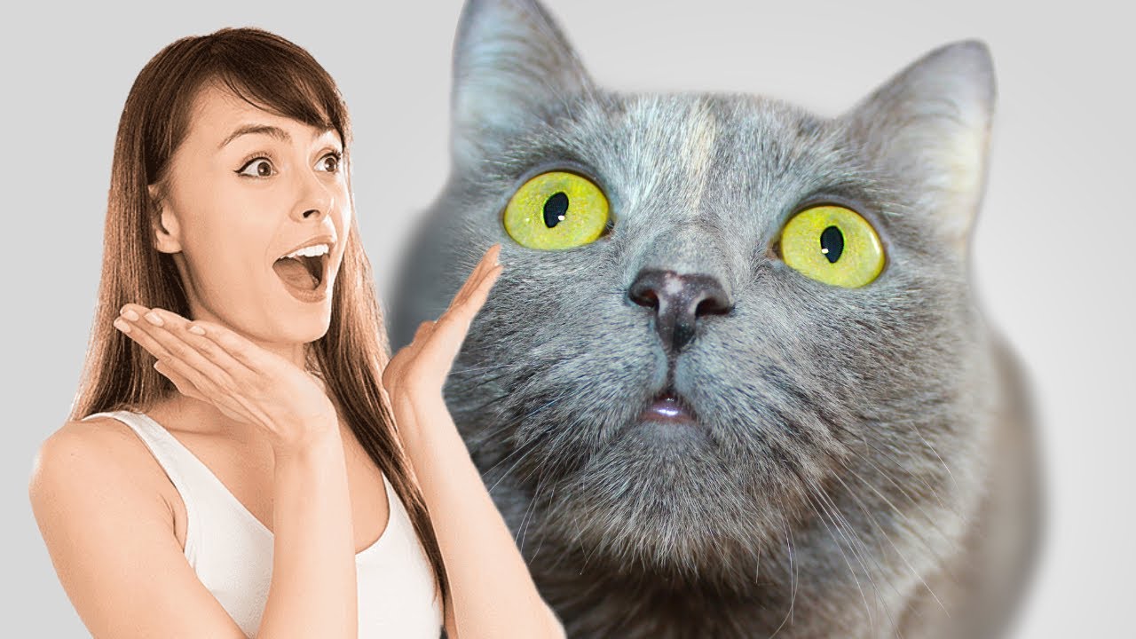 25 Amazing Cat Facts You (Probably) Didn&rsquo;t Know!