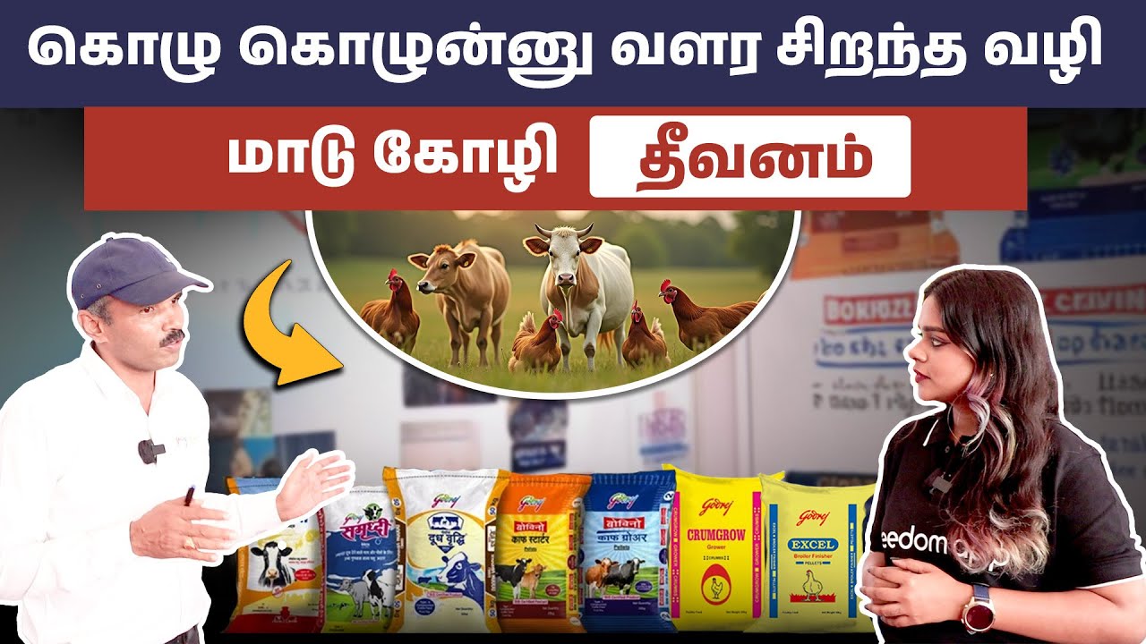 மாட்டுக்கு சிறந்த தீவனம் இதுதான் | Best Cattle Feed in Tamil | Cow Feed Manufacture | கோழி தீவனம்