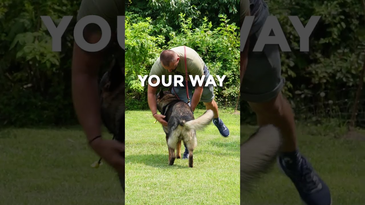 Bred to love K9 Mania Protection Dogs your ultimate guardian!