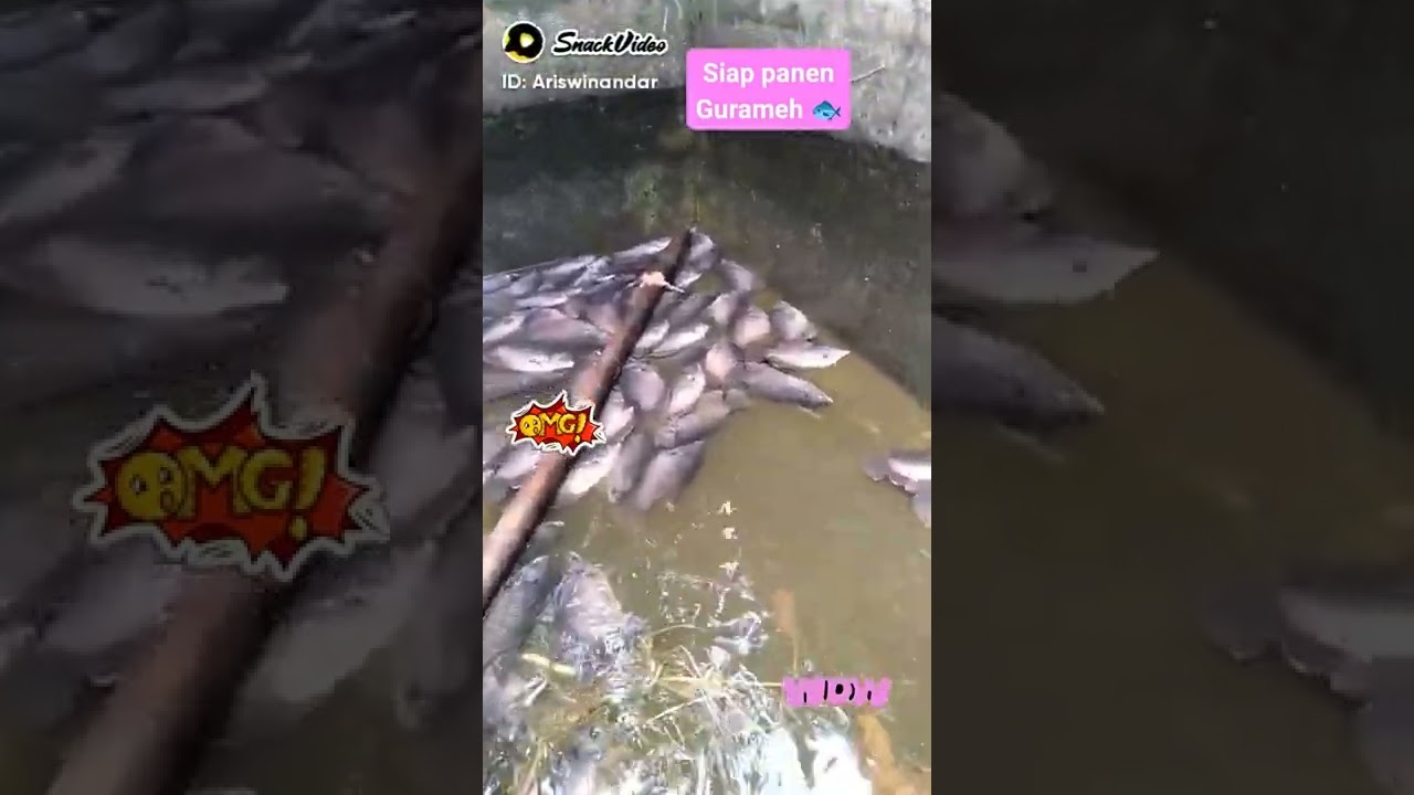 Nguras kolam gurameh...🐟🐟