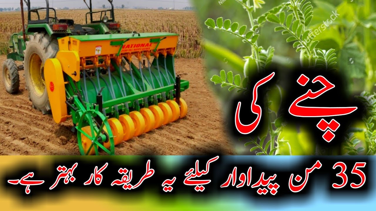 Chickpea cultivation method | Chickpea sowing | Chany ki kasht | طریقہ کاشت | @kisanpoint13