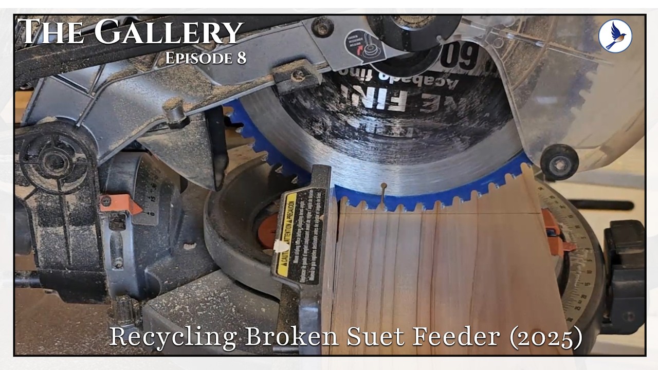 The Gallery | Episode 8 | Recycling Broken Suet Feeder (2025)