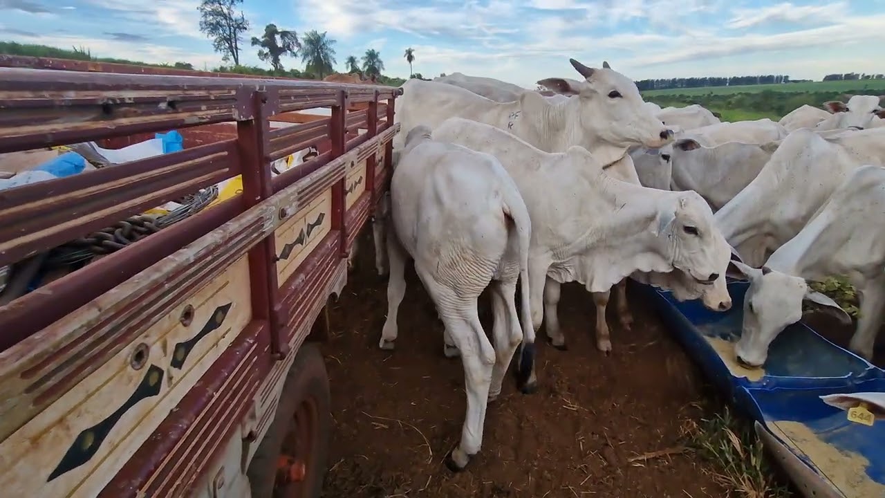 Gado gordo