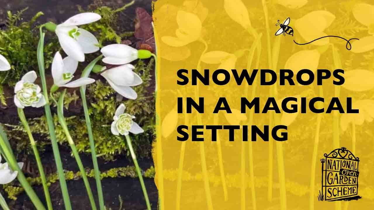Blakenham Woodland Garden; snowdrops in a magical Suffolk setting
