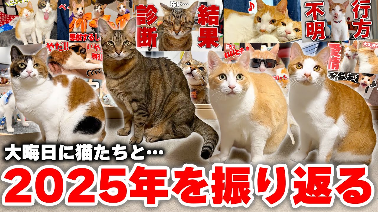2025年もありがとうございました！ 猫たちと散歩しながら1年の振り返りをしたら思い出が溢れてきました…！！