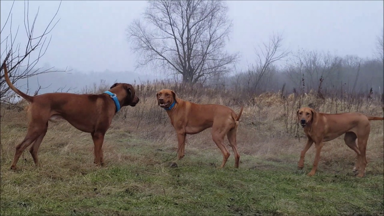 Rhodesian Ridgeback in action