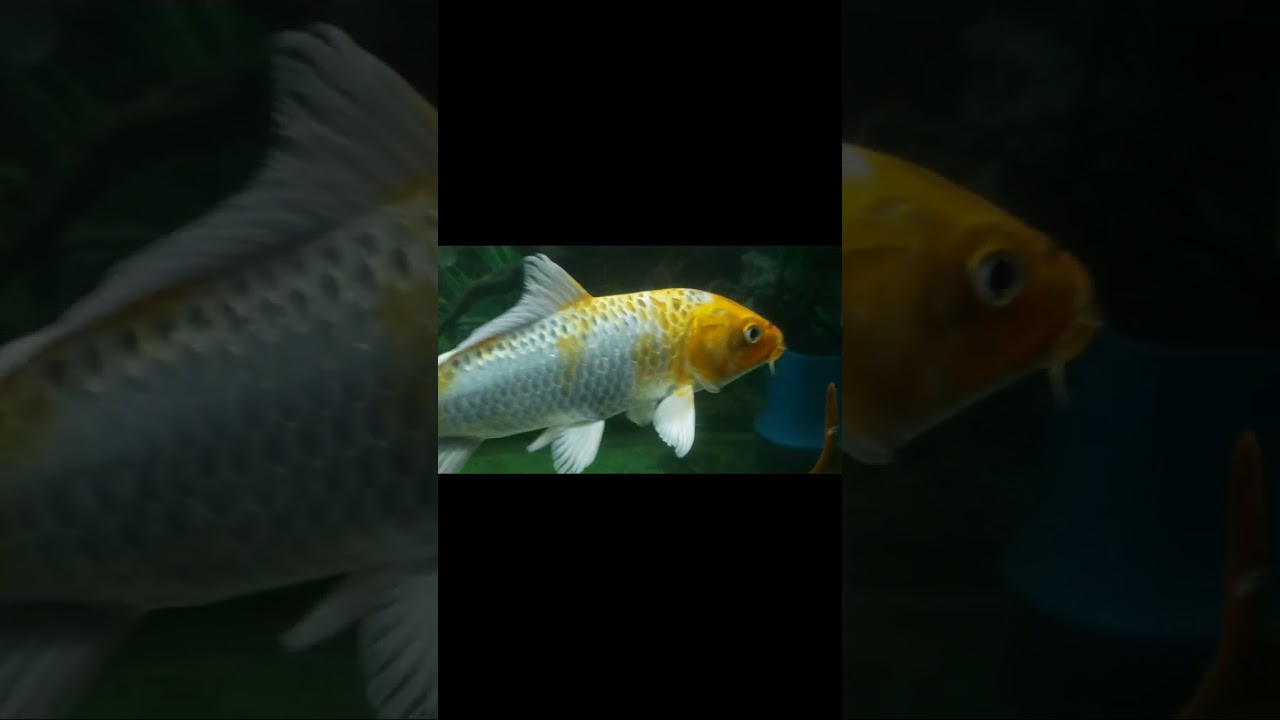 Cách làm việc hiệu quả nhờ hồ cá koi siêu đẹp trong công ty của sếp