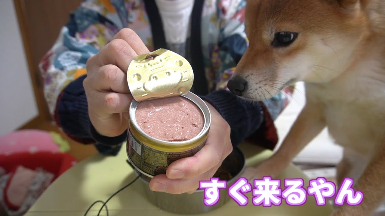【何事？】缶が開くとすっ飛んでくる柴犬小夏　ASMR　デビフ