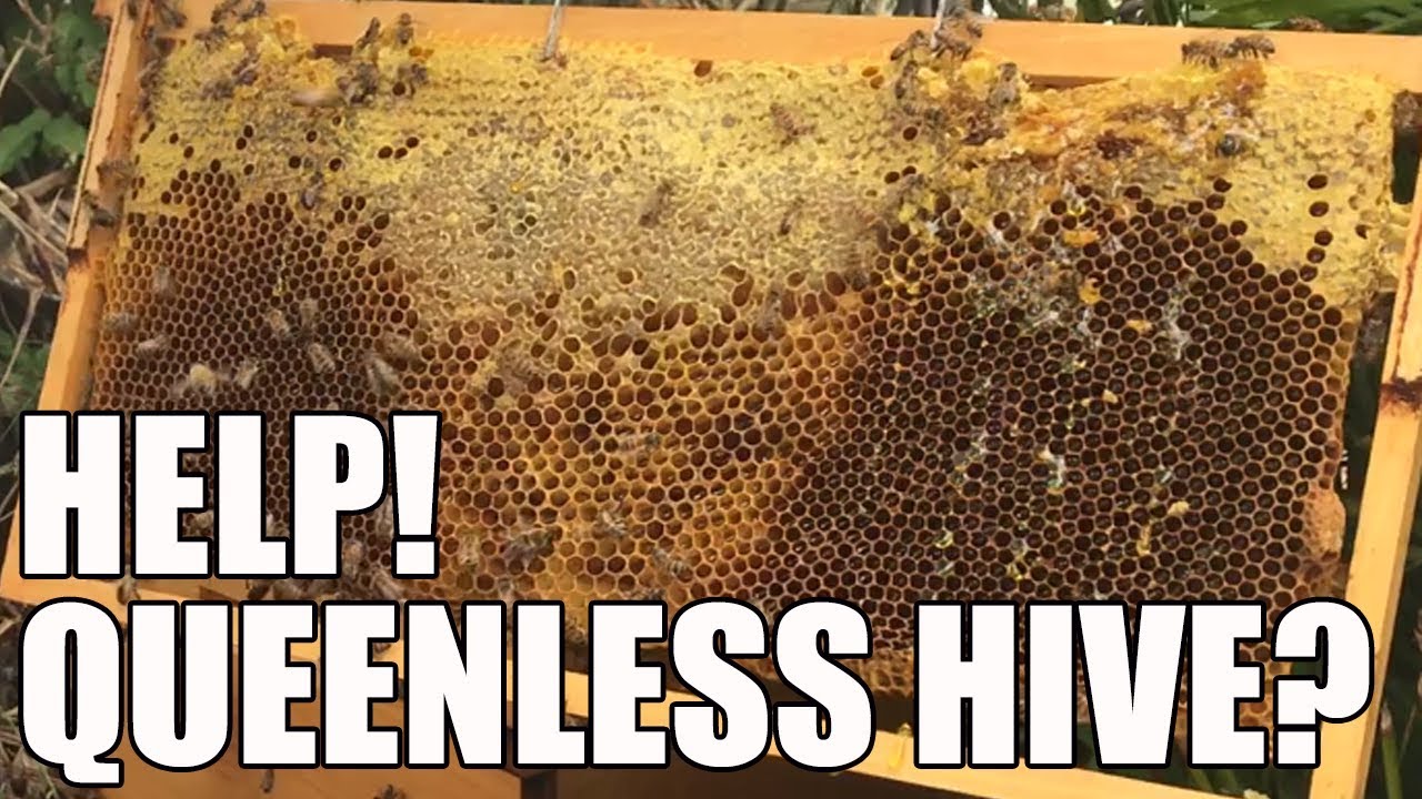 Step-by-step Hive Inspection | Queenless Beehive?  NO BROOD!  How Long Can a Queenless Hive Survive?