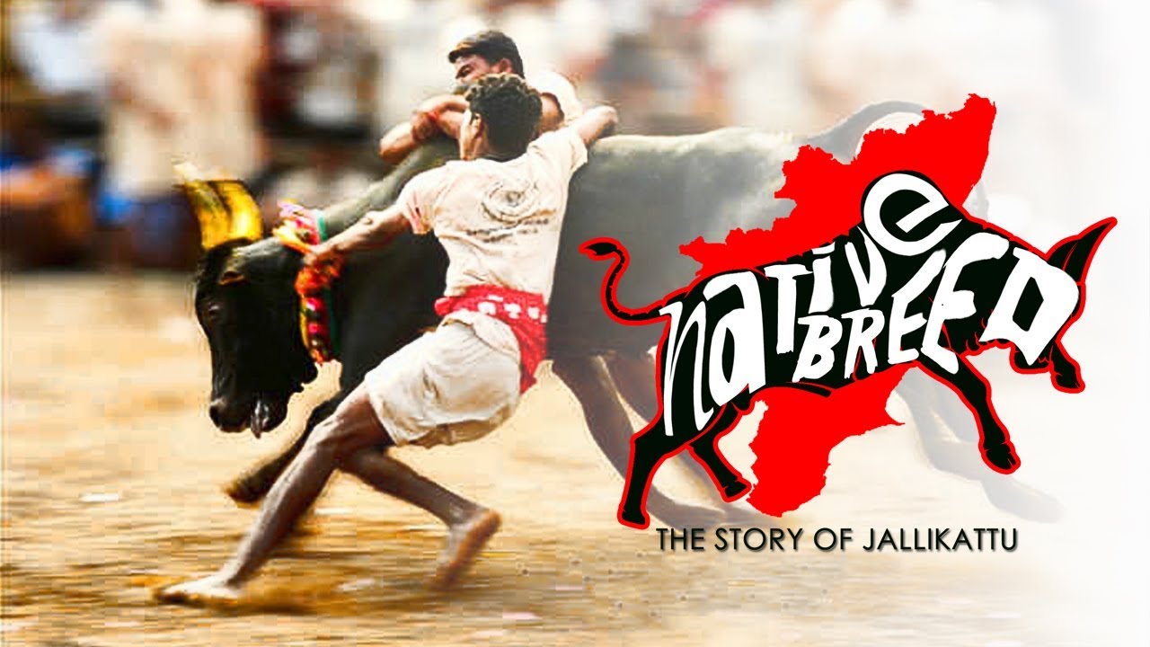 Native Breed: The Story of Jallikattu (Full Documentary)