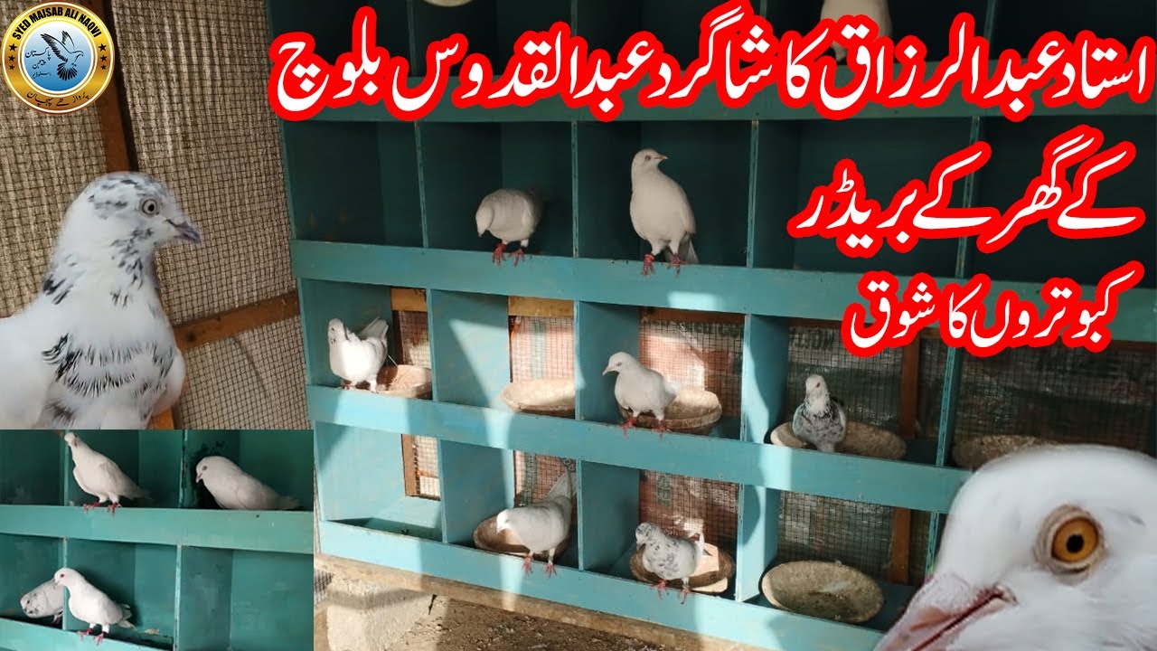 Ustad Abdul Razzaq ka Shagird Abdul Qudus Balouch kay Ghar kay breeder kabootar ka Shok | Maisab Ali