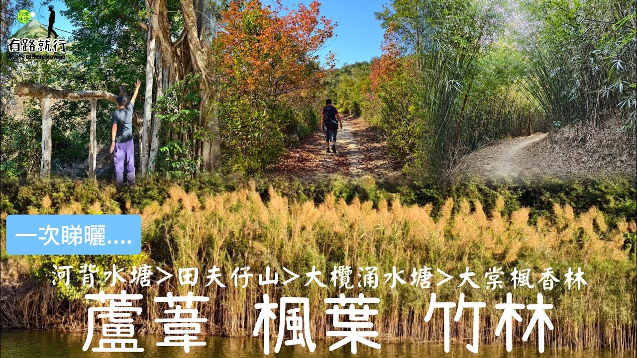【12月即時實況】蘆葦草🌾、楓葉🍁、竹林🐼|河背水塘|田夫仔山|大欖涌水塘|大棠楓香林|香港百登打卡✌️✌️